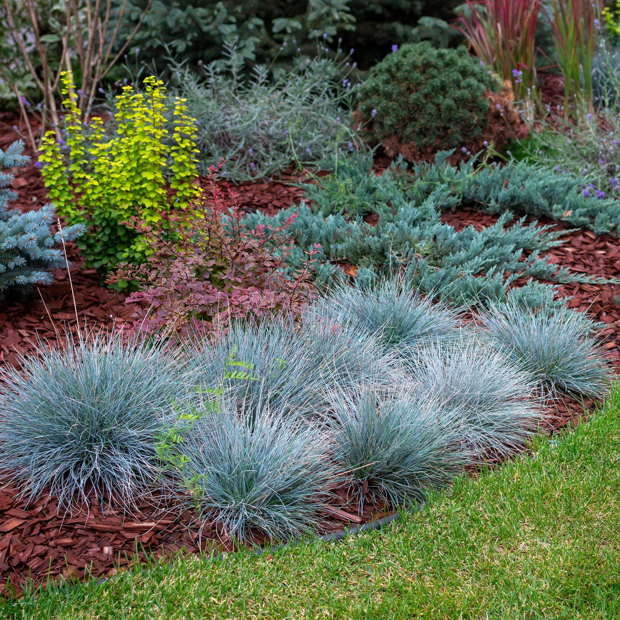 Green boutiQ - Siergrassen - Festuca glauca Intense Blue  - Blauw - 2 Planten - Bladhoudend - Weinig Onderhoud - Pot 17cm Hoogte 50cm