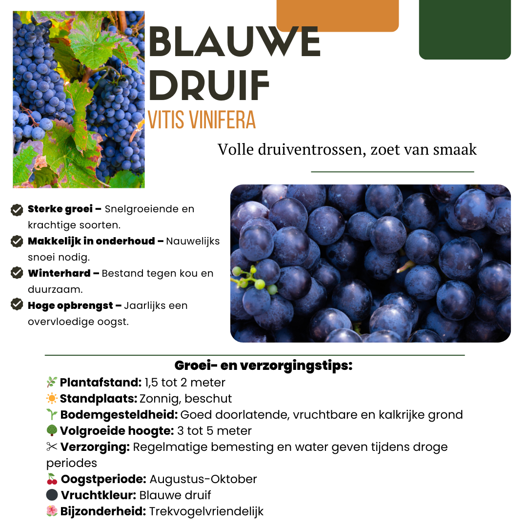 6 x Biologische Druivenplanten - Ø 13 cm - ↨ 20 cm