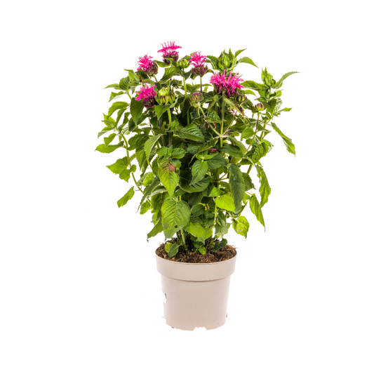 Monarda Didyma Pink Ø19cm - ↕45cm - 60cmØ
