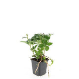 48x Pachysandra terminalis - ↕10-25cm - Ø9cm