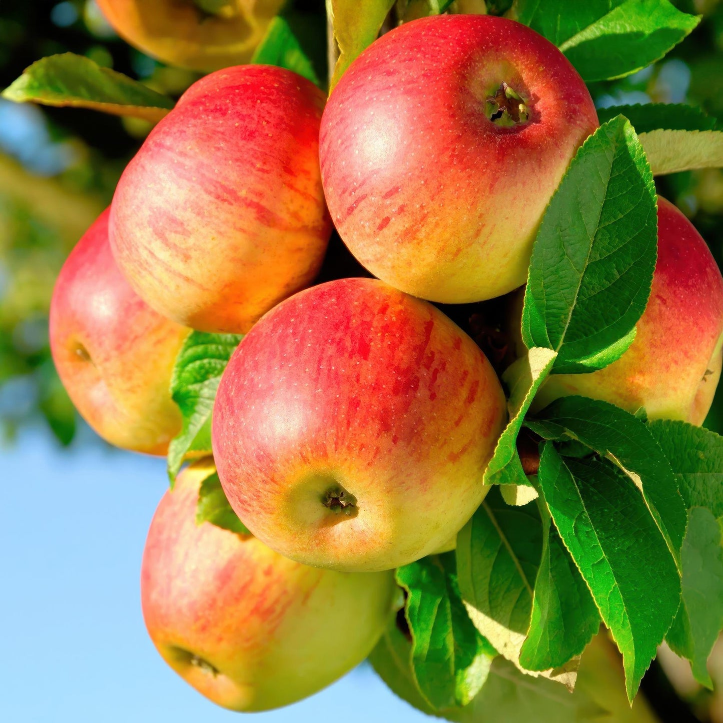 Appelboom - Malus domestica Jonagold - Geel groene Appel - Pot 21cm Hoogte 90cm