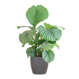 Calathea Orbifolia met Viber grijs - 65cm - Ø21