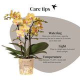 Kolibri Orchids | Gift Set Horizon Geel - Gele Phalaenopsis Orchidee Blossom Lima & Succulent