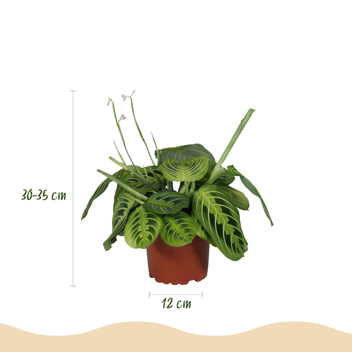 Maranta Fascinator Lemon Lime - Gebedsplant - Huisdiervriendelijke Plant - Groen - 1 Plant - met Potter Wit - Pot 12cm - Hoogte 25cm