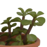 Vetplanten mix 5.5 cm - 5x - in terracotta pot