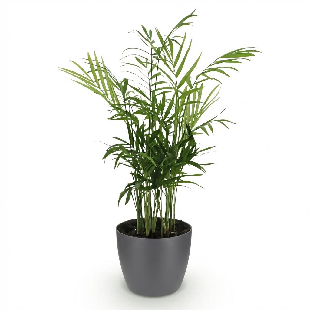 Chamaedorea elegans - Goudpalm - Huisdiervriendelijke Plant - Groen - 1 Plant - met Potter Grijs - Pot 12cm - Hoogte 15cm