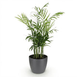 Chamaedorea elegans - Goudpalm - Huisdiervriendelijke Plant - Groen - 1 Plant - met Potter Grijs - Pot 12cm - Hoogte 15cm