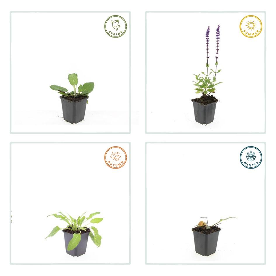 24x Salvia nem. 'Mainacht' - ↕10-25cm - Ø9cm