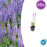 48x Salvia nem. 'Caradonna' - ↕10-25cm - Ø9cm