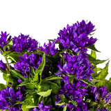 Campanule agglomérée Genti Blue Ø19cm - ↕30 - 40cm