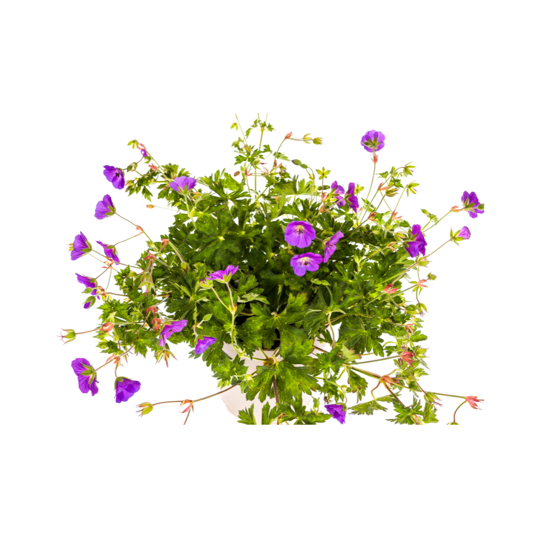 Geranium Rozanne Purple Ø19cm - ↕20cm - Ø30cm