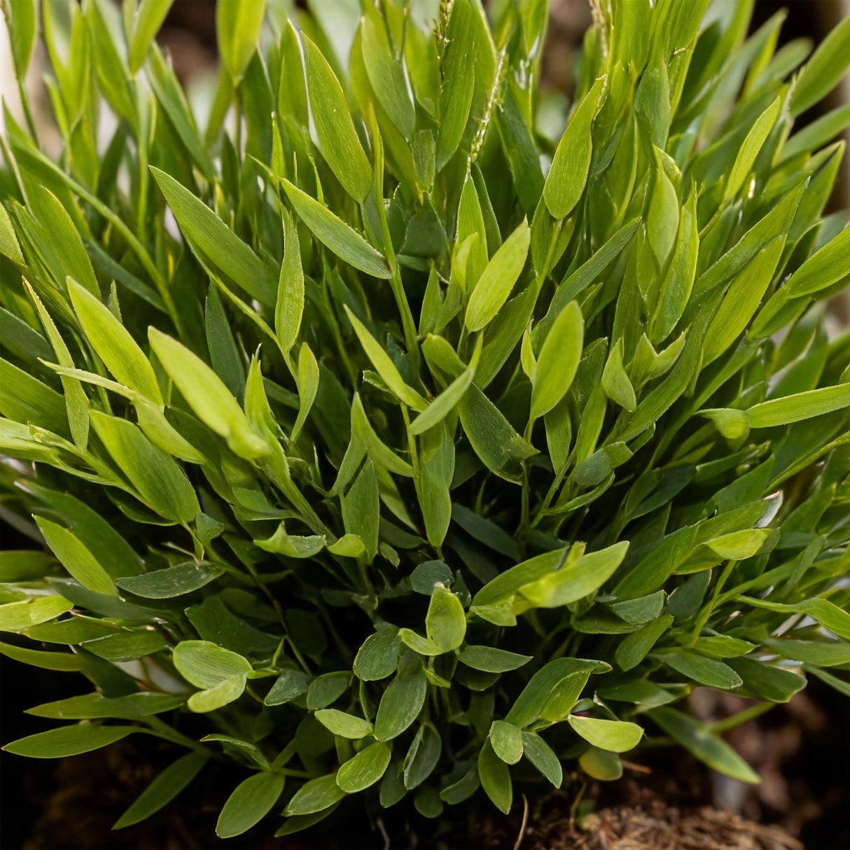 Bamusa Pogonatherum Monica - Bamboegras - Huisdiervriendelijke Plant - Groen - 4 Planten - met Potter Wit - Pot 12cm - Hoogte 20cm