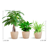 Diervriendelijke Plantenset - incl. Mand  - ↕35cm - Ø12cm