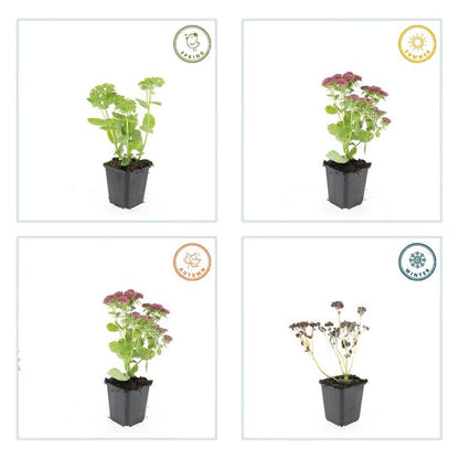 24x Sedum 'Herbstfreude' - ↕10-25cm - Ø9cm