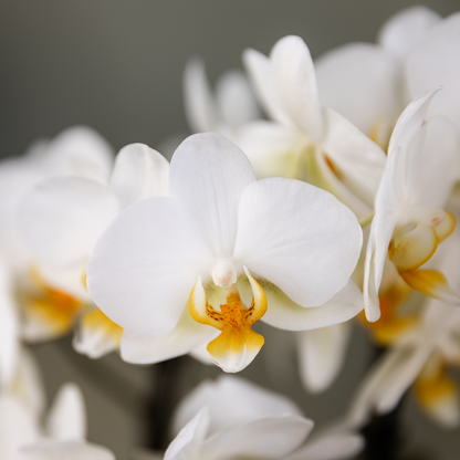 Kolibri Orchids - Surprise box mix - planten voordeel box - verrassingsbox met 2 verschillende orchideeën Ø9cm - vers van de kweker