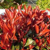Green boutiQ - Haagplanten - Photinia fraseri Red Robin - groen rood  - 6 planten - 1 strekkende meter - groenblijvend - pot 17cm hoogte 50cm