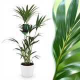 Howea Forsteriana - Kentia Palm - Weinig Onderhoud - Groen - 1 Plant - met Potter Wit - Pot 21cm - Hoogte 120-130cm