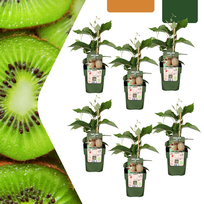 6 x Biologische kiwiplanten - ↕20 cm - Ø 13 cm