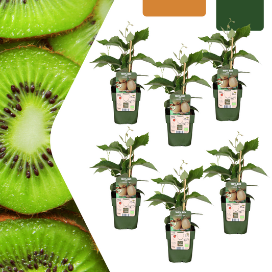 6 x Biologische kiwiplanten - ↕20 cm - Ø 13 cm