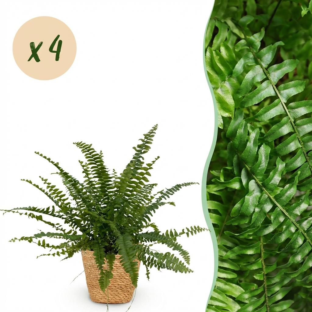 Nephrolepsis exaltata Green Lady - Varen - Huisdiervriendelijke Plant - Groen - 4 Planten - met Mand - Pot 12cm - Hoogte 25cm