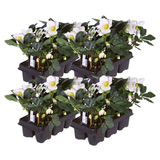 Helleborus niger « Christmas Carol » – Lot de 24 roses de Noël (4 x Sixpack)