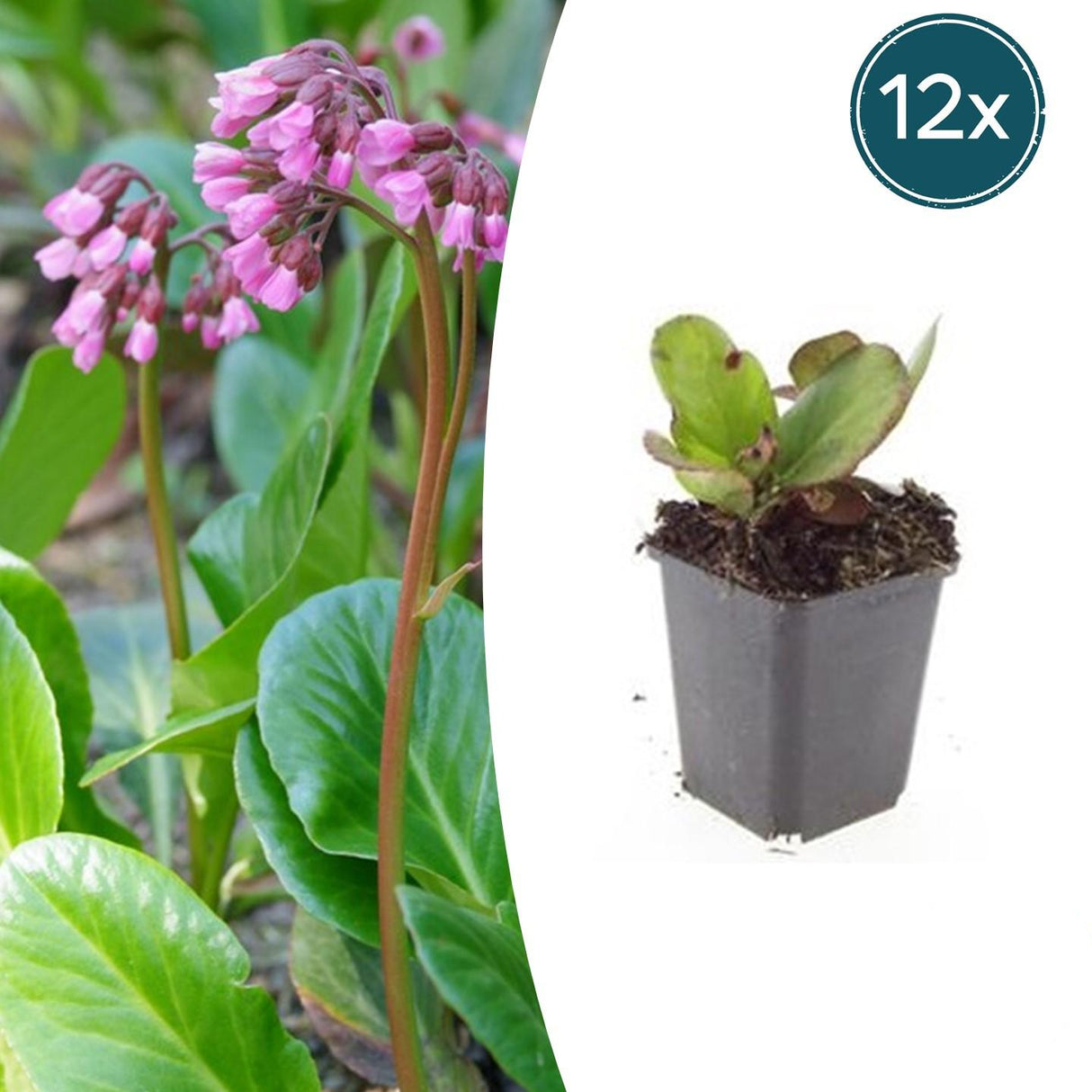 12x Bergenia cordifolia 'Herbstblüte'  - ↕10-25cm - Ø9cm