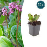 12x Bergenia cordifolia 'Herbstblüte'  - ↕10-25cm - Ø9cm