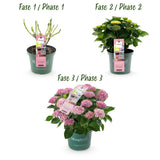 Green boutiQ - Terrasplant - Hortensia - Hydrangea Magical Revolution Pink - Pink - 6-10 Bloemen - 2 Planten - Pot 23cm Hoogte 55cm