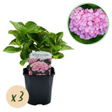 3x Hortensia / Hydrangea macrophylla Roze – ↕30 cm – ⌀17 cm