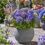 Green boutiQ - Tuinplant - Hydrangea Endles Summer Summer Love Purple - Hortensia - Winterhard - Paars - 2 Planten - Pot 14cm - Hoogte 20-25cm