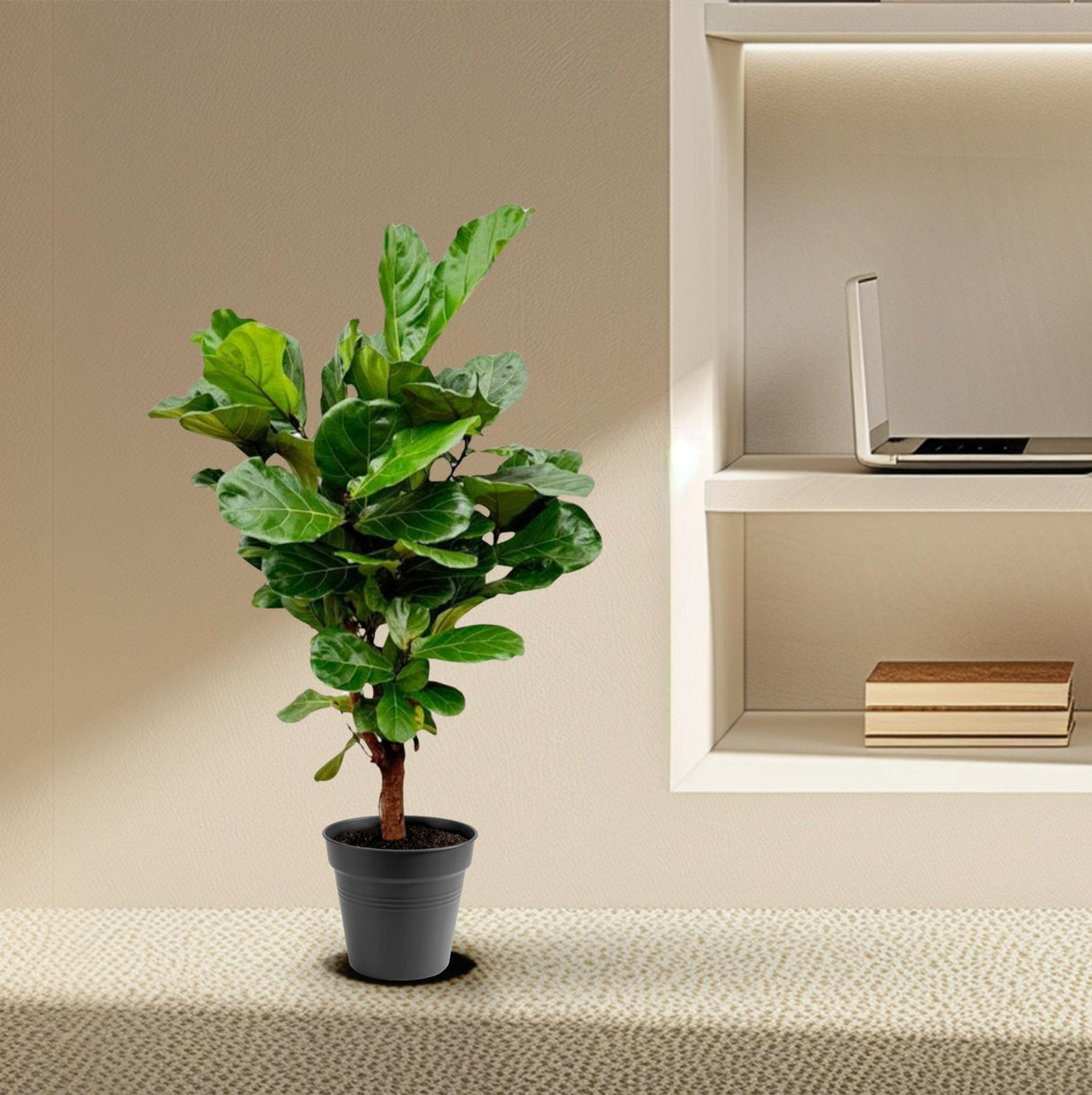 Ficus Lyrata ramifié - 140-160cm - ø 27-30cm