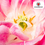 Tulpenbollen Columbus – 20 Stuks | KH Bloembollen® | Roze-Witte Dubbele Pioentulp – Elegant & Vol – Voor Tuin of Pot – Maat 11/12 – Vers van de Teler!