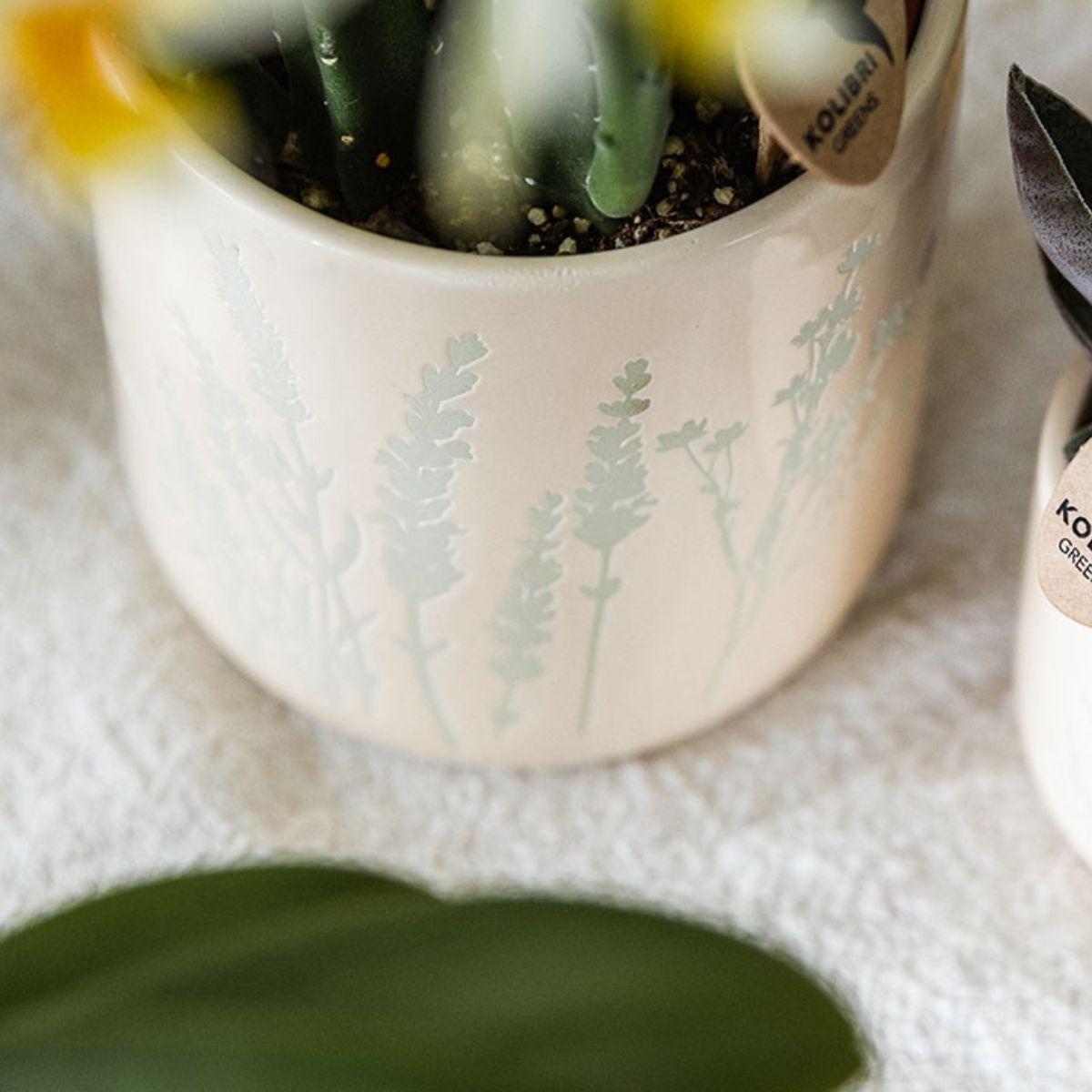 Kolibri Orchids | Gele orchidee Albenga + Floral sierpot lichtblauw - potmaat Ø9cm | bloeiende kamerplant - vers van de kweker