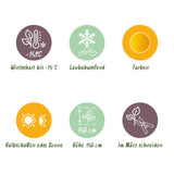 Green boutiQ - Terrasplant - Japanse Esdoorn - Acer palmatum Jordan - Geel - 2 Planten - Bladverliezend - Pot 19cm Hoogte 70cm