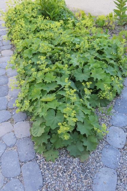 48x Alchemilla mollis - ↕10-25cm - Ø9cm