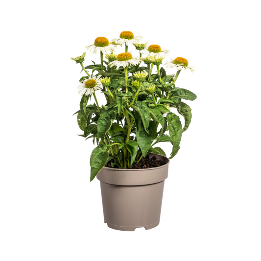 Echinacea Purpurea White Ø19cm - ↕60cm - Ø70cm