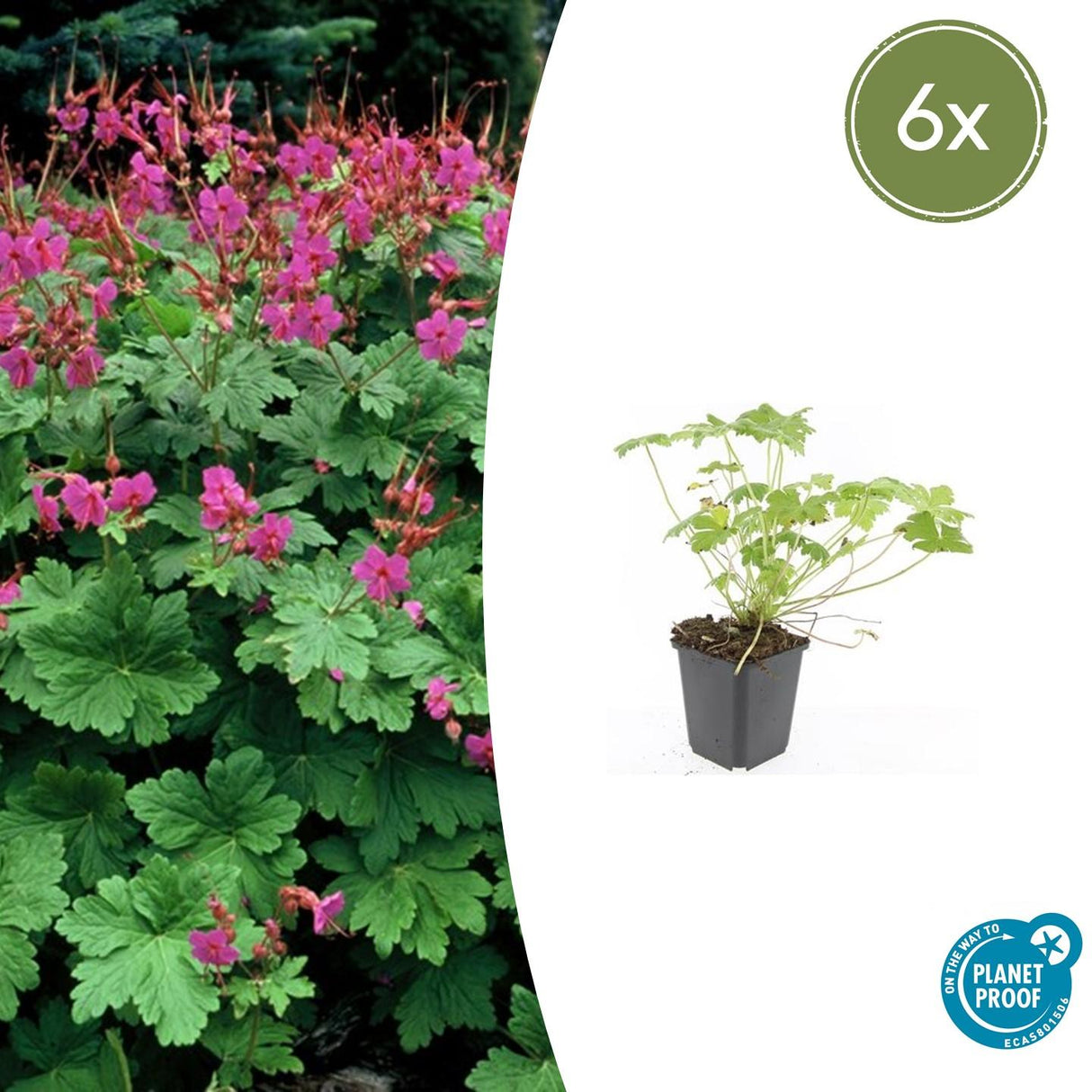 6x Geranium macr. 'Czakor' - ↕10-25cm - Ø9cm