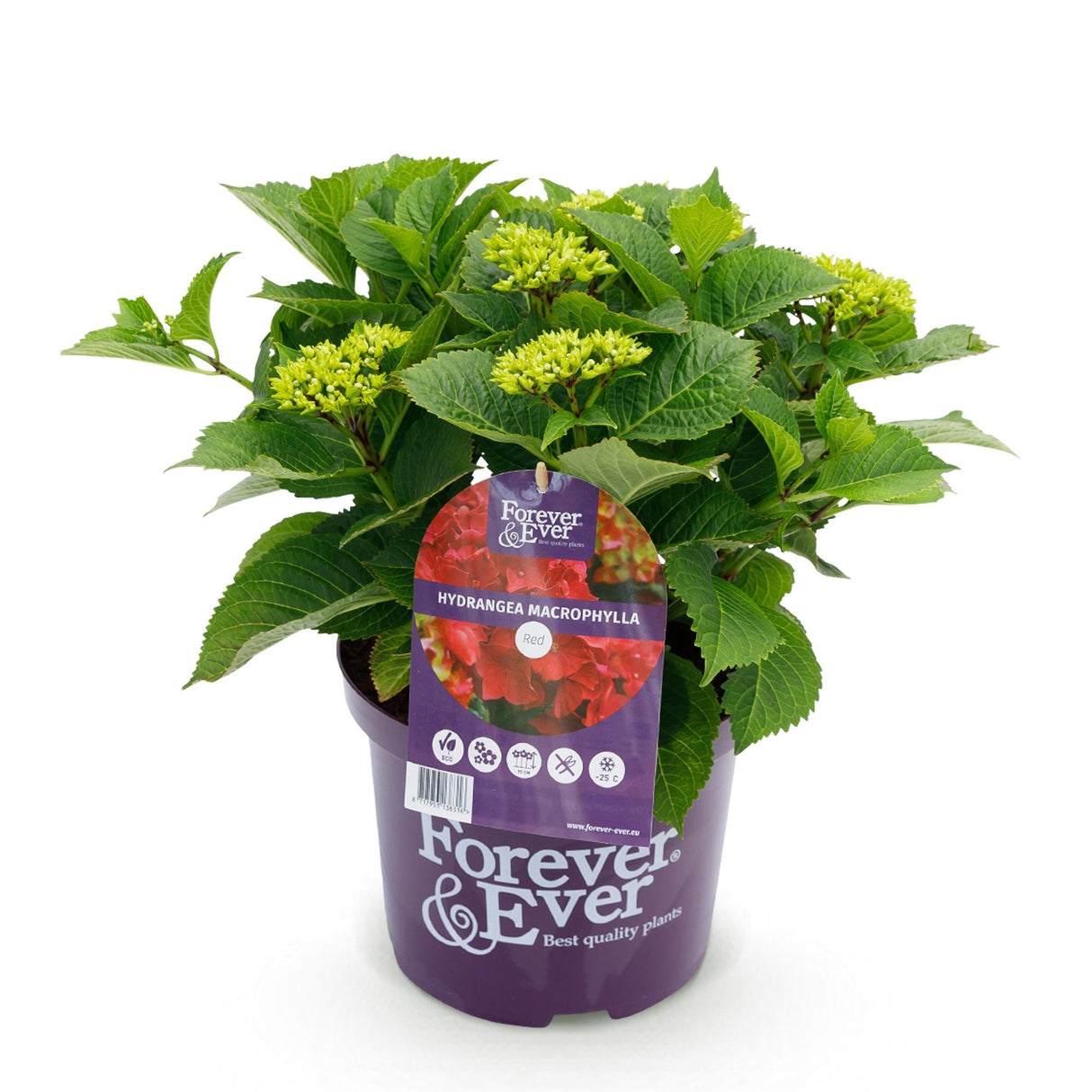 Hortensia - Hydrangea Forever & Ever - Rood - 7-12 Bloemen - Pot 23cm Hoogte 55cm