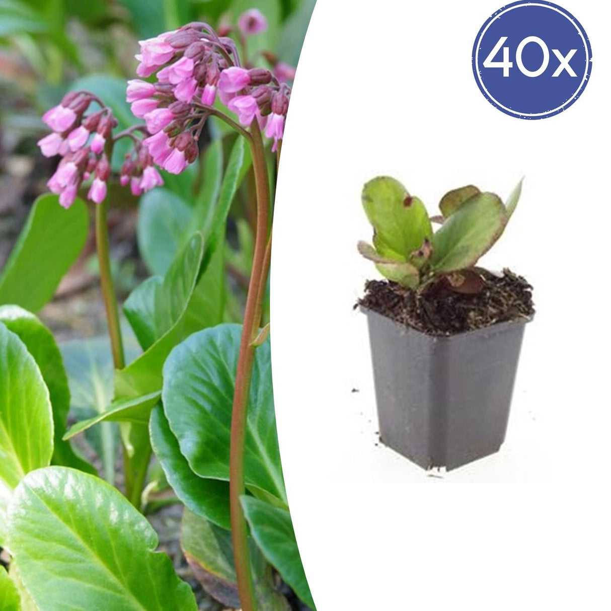 40x Bergenia cordifolia 'Herbstblüte'  - ↕10-25cm - Ø9cm