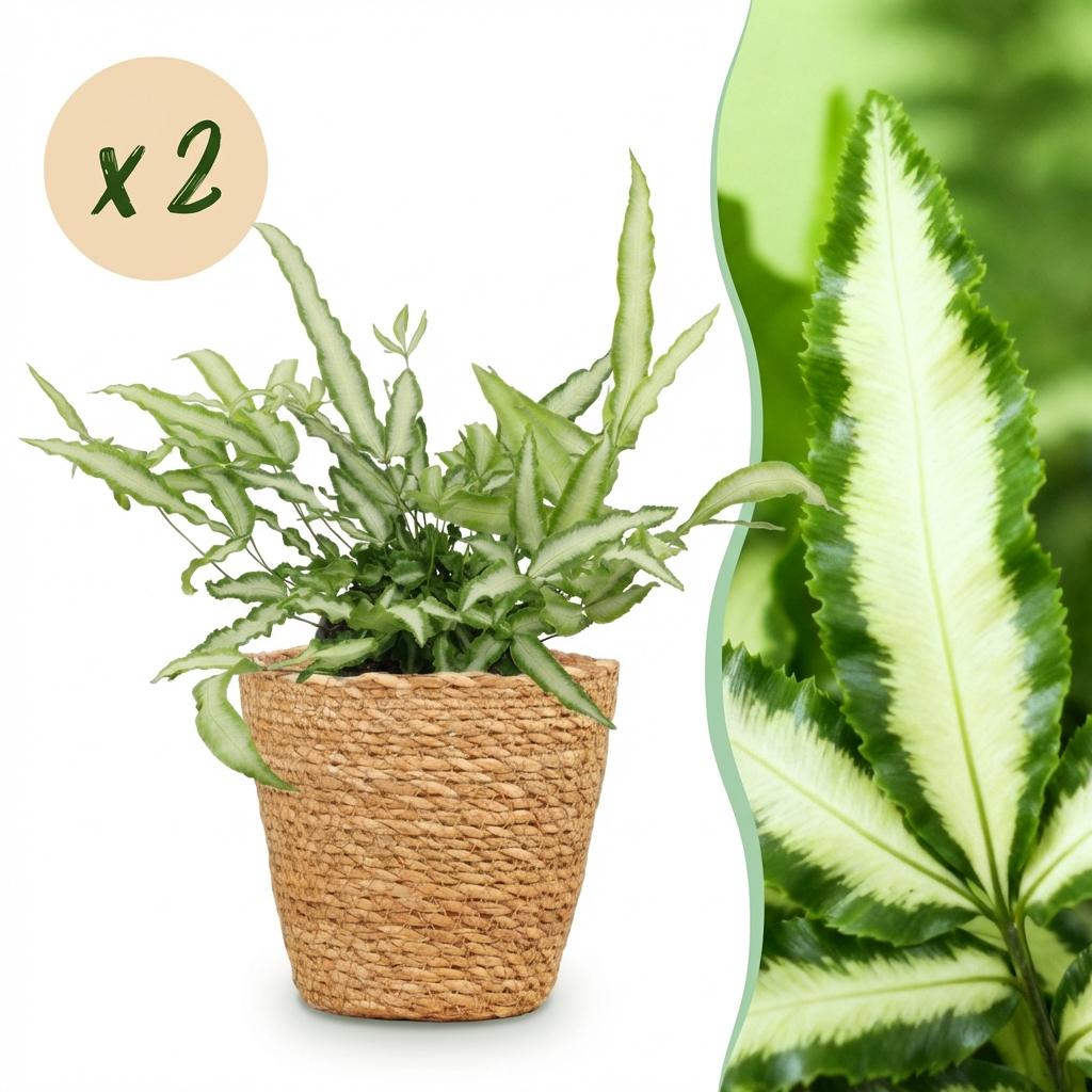 Pteris cretica Albolineata - Lintvaren - Huisdiervriendelijke Plant - Groen - 2 Planten - met Mand - Pot 12cm - Hoogte 20cm