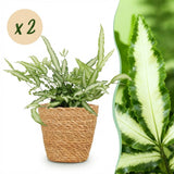 Pteris cretica Albolineata - Lintvaren - Huisdiervriendelijke Plant - Groen - 2 Planten - met Mand - Pot 12cm - Hoogte 20cm