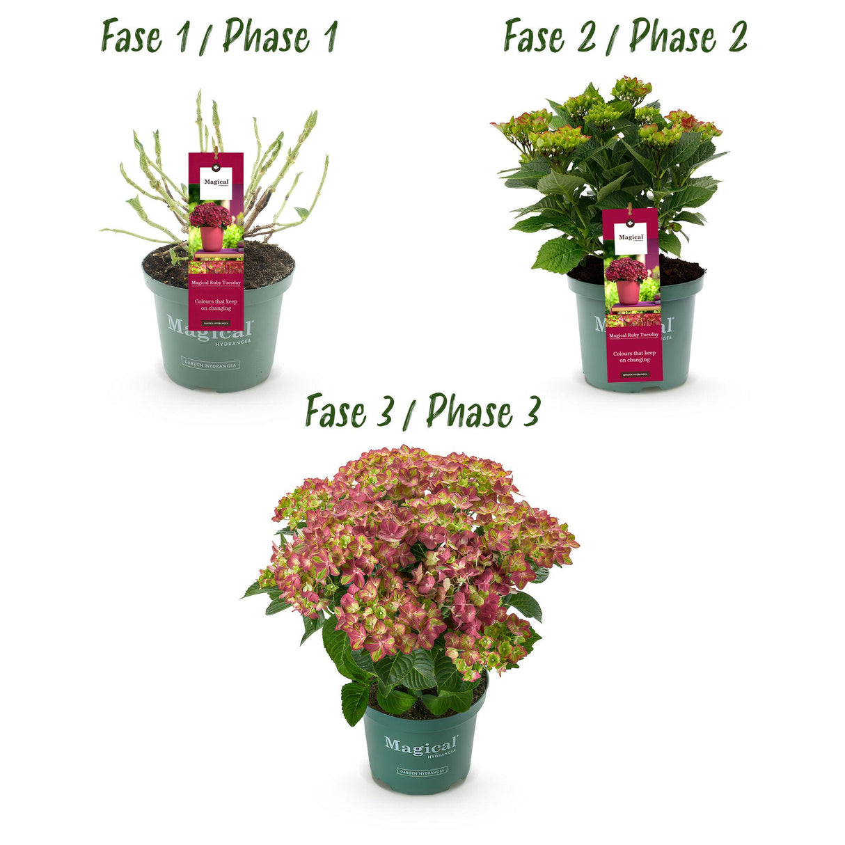 Hortensia / Hydrangea Magical Teusday & Saphire - Rood - 6-10 Bloemen - Pot 23cm Hoogte 55cm