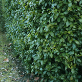 Green boutiQ - Haagplanten - Prunus laurocerasus Etna - blad groen - 6 planten - 1 strekkende meter - groenblijvend - pot 17cm hoogte 50cm