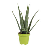Aloe Vera - Ø15cm - ↕65cm