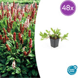 48x Persicaria aff. 'Darjeeling Red' - ↕10-25cm - Ø9cm