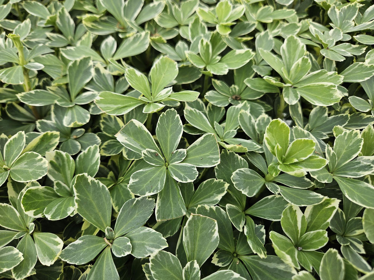 60x Pachysandra term. 'Variegata' - ↕10-25cm - Ø9cm