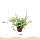 Pteris cretica Albolineata - Lintvaren - Huisdiervriendelijke Plant - Groen - 2 Planten - met Potter Wit - Pot 12cm - Hoogte 20cm
