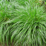 Siergrassen - Carex oshimensis Intense Green - Groen - 4 Planten - Bladhoudend - Weinig Onderhoud - Pot 17cm Hoogte 50cm