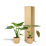 Alocasia Cucullata - Ø19cm - ↕60cm + Alocasia Wentii - Ø19cm - ↕60cm + Mand Selin