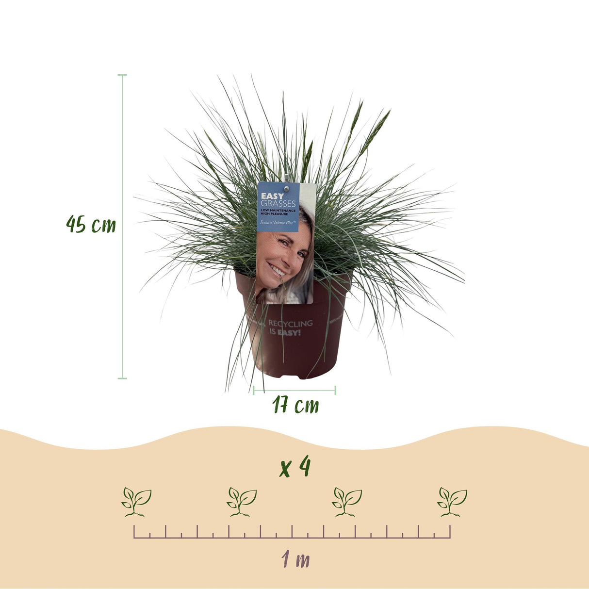 Siergrassen - Festuca glauca Intense Blue  - Blauw - 4 Planten - Bladhoudend - Weinig Onderhoud - Pot 17cm Hoogte 50cm